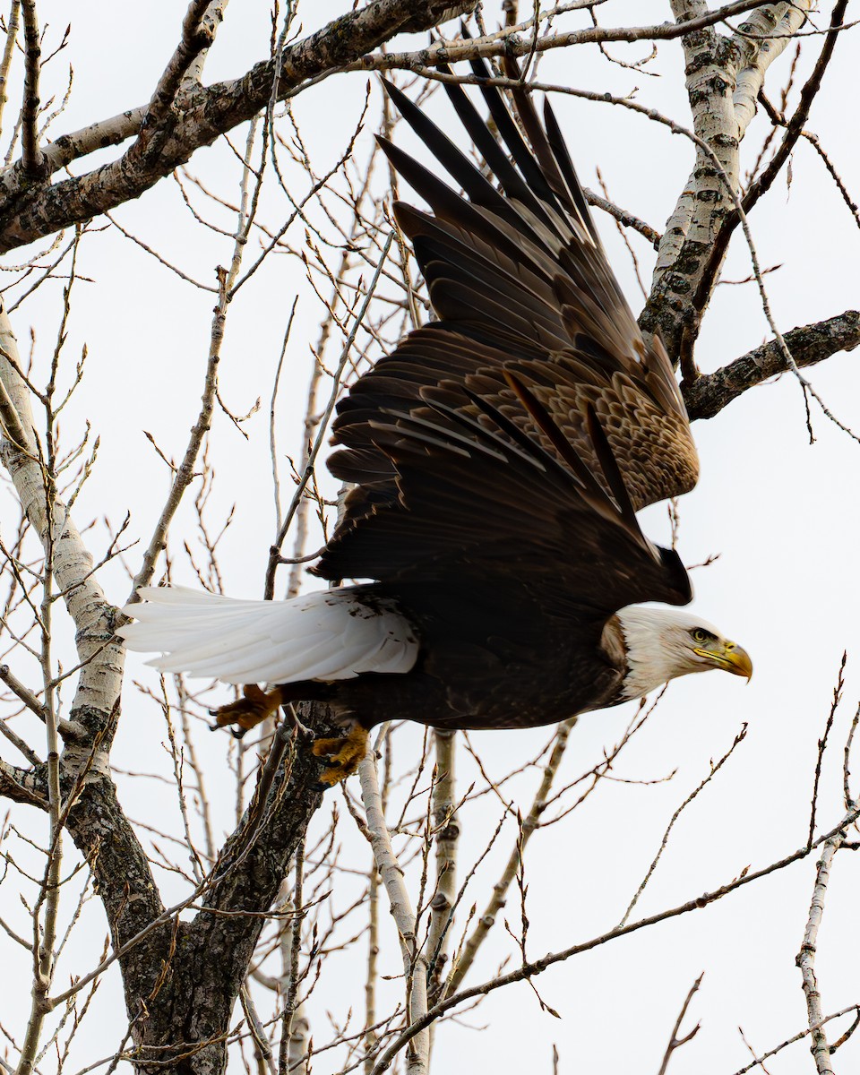 Bald Eagle - ML615841570