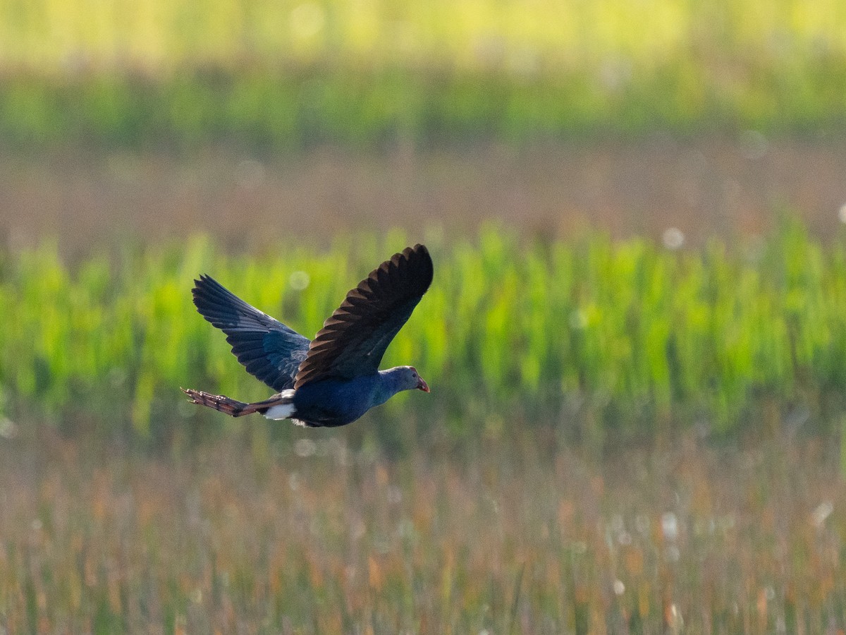 Gray-headed Swamphen - ML615841601