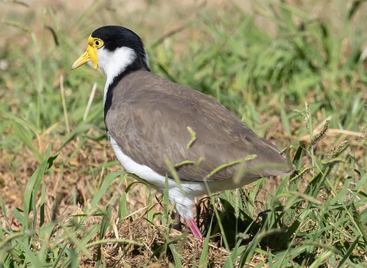 Masked Lapwing - ML615841603