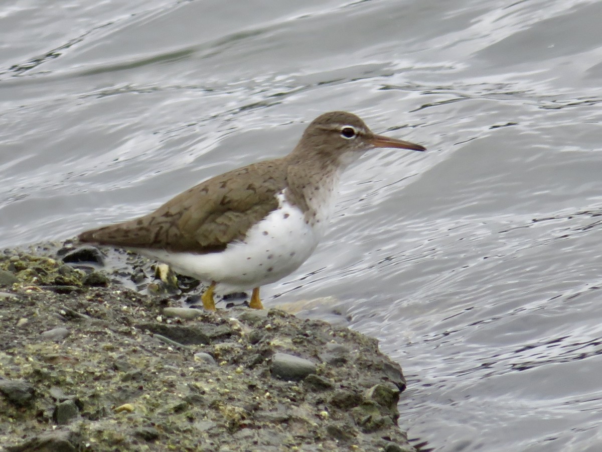 Spotted Sandpiper - Anita Toney