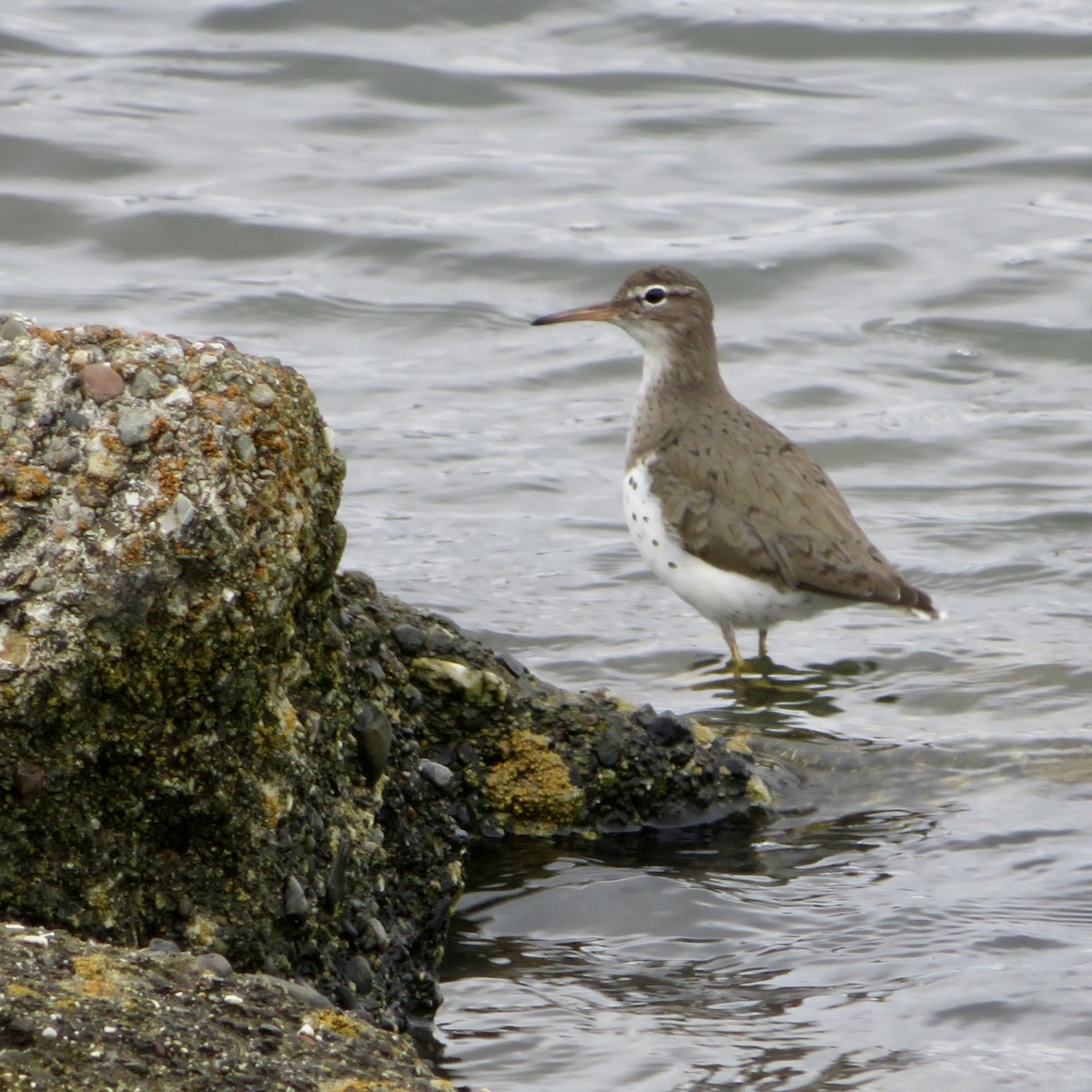 Spotted Sandpiper - Anita Toney