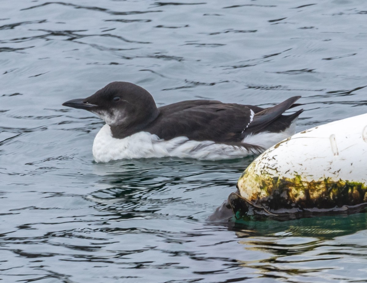 Thick-billed Murre - ML615841721
