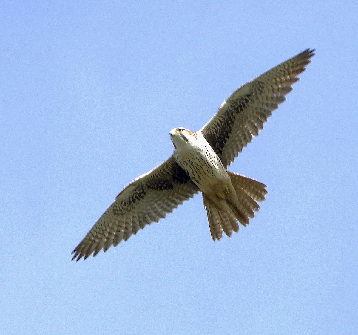 Prairie Falcon - ML615841723