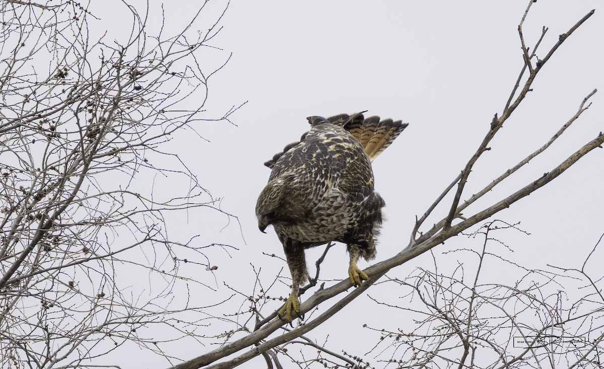 káně rudochvostá x rousná (hybrid) - ML615841758