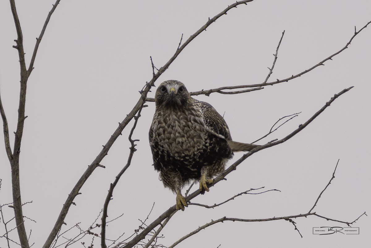 Red-tailed x Rough-legged Hawk (hybrid) - ML615841763