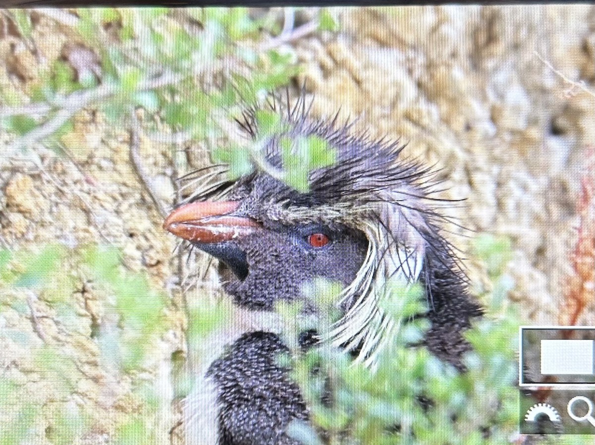 Moseley's Rockhopper Penguin - ML615841787