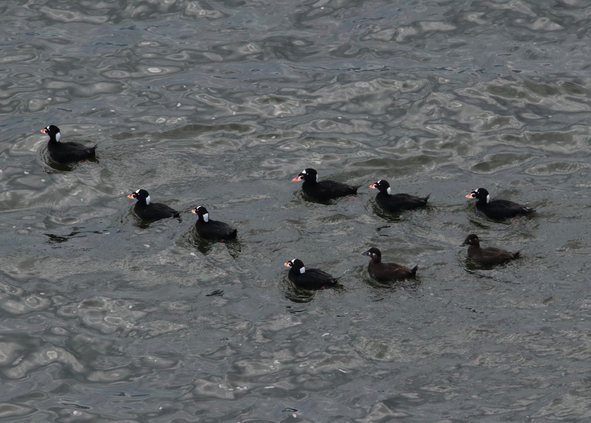 Surf Scoter - ML615841789