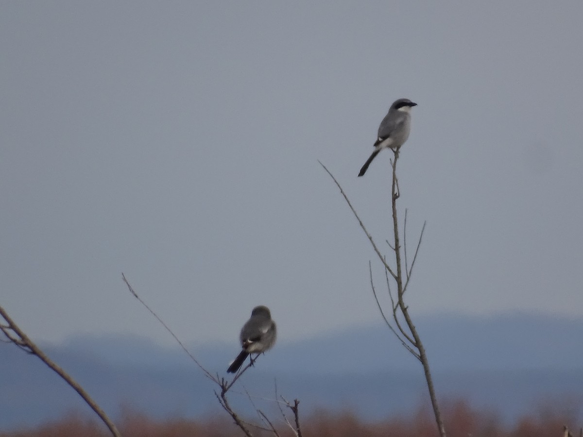 Loggerhead Shrike - ML615841821