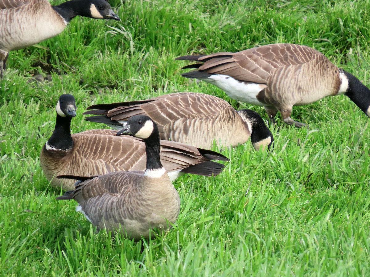 Cackling Goose (Aleutian) - John Perry