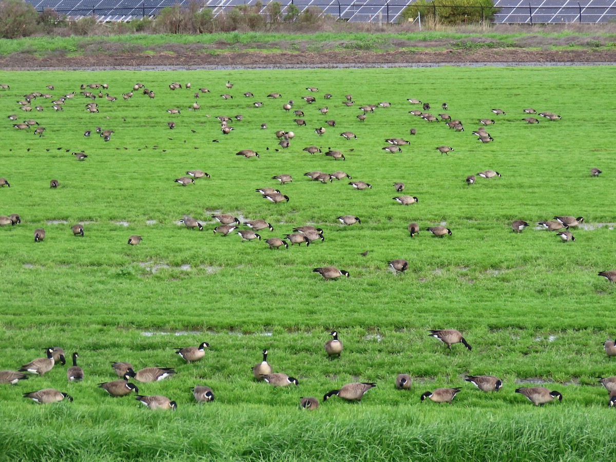 Cackling Goose (Aleutian) - John Perry