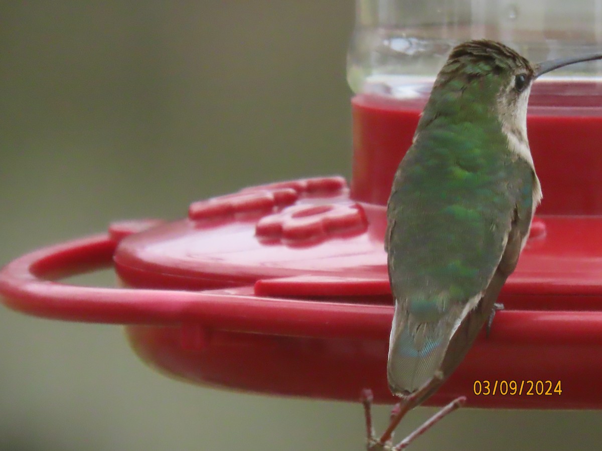 Ruby-throated Hummingbird - ML615841853