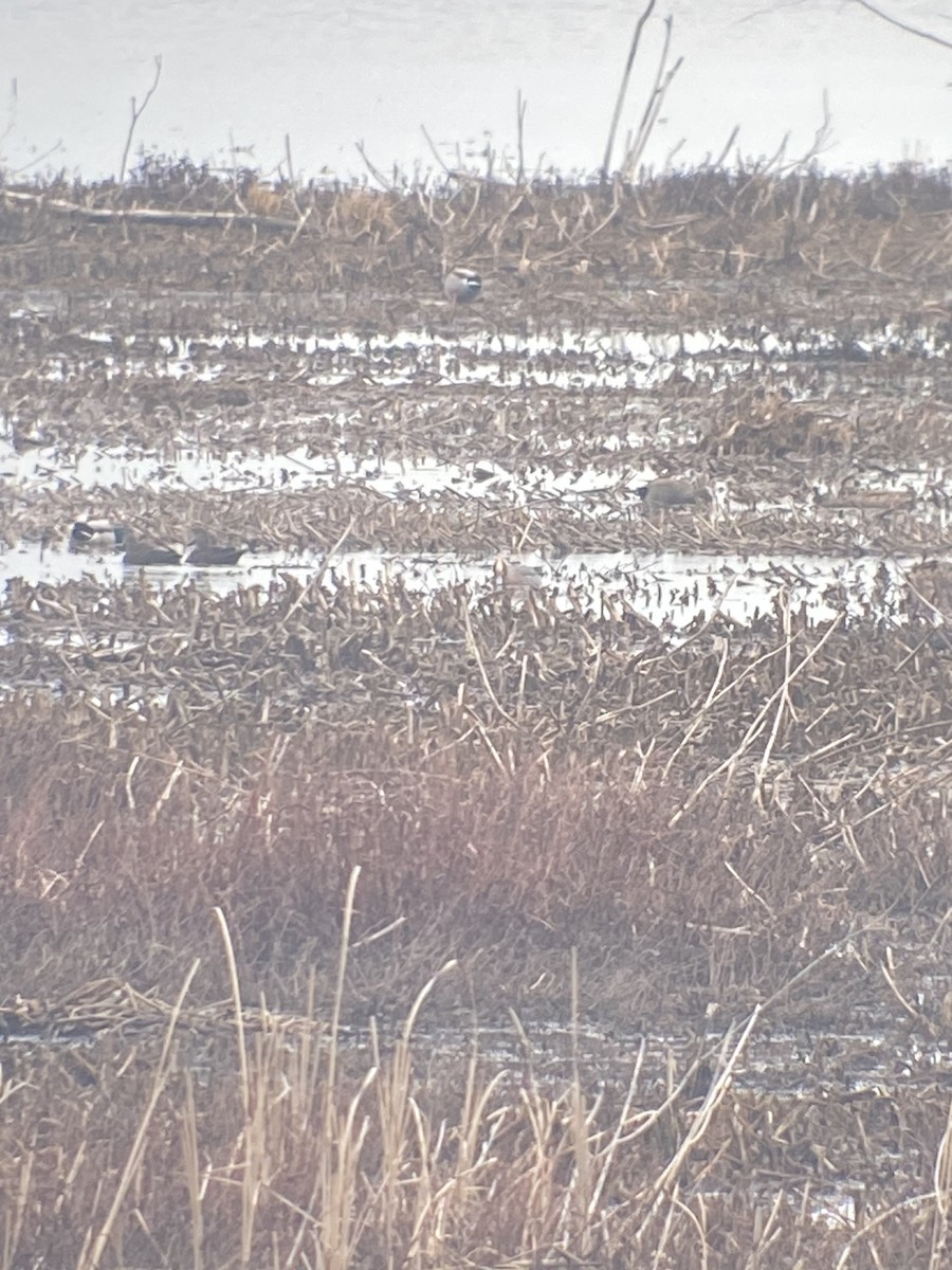 Eurasian Wigeon - ML615841885