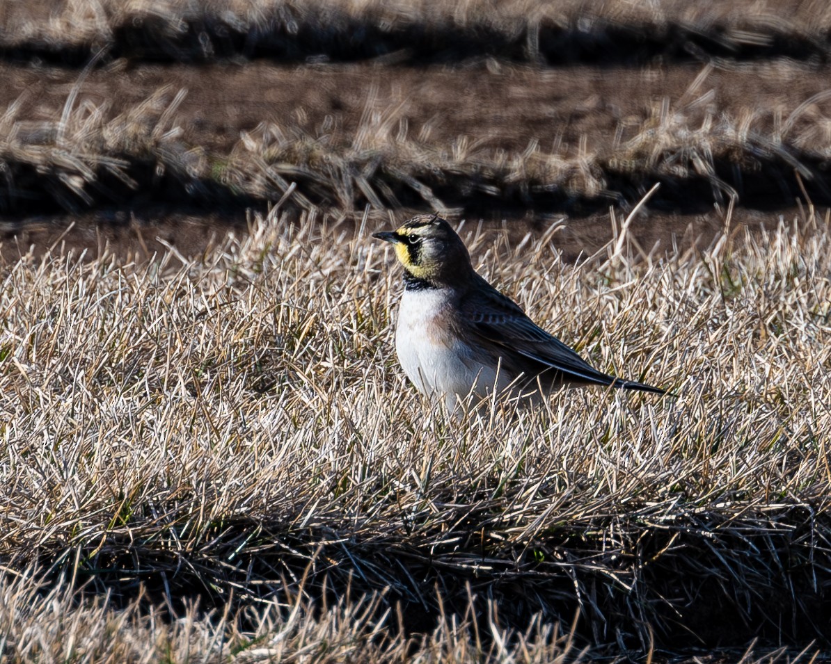 Horned Lark - ML615841928