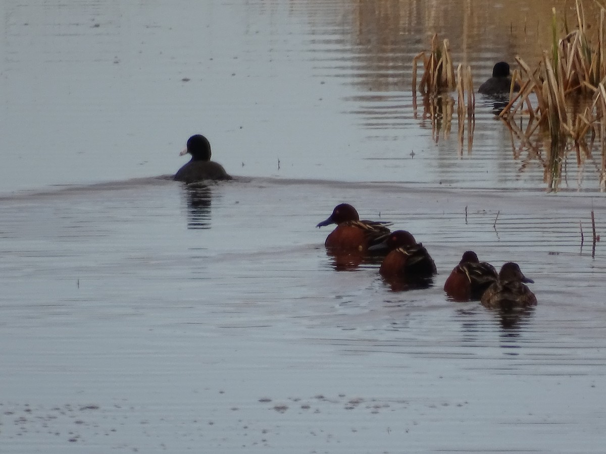 Cinnamon Teal - Teri Ligon