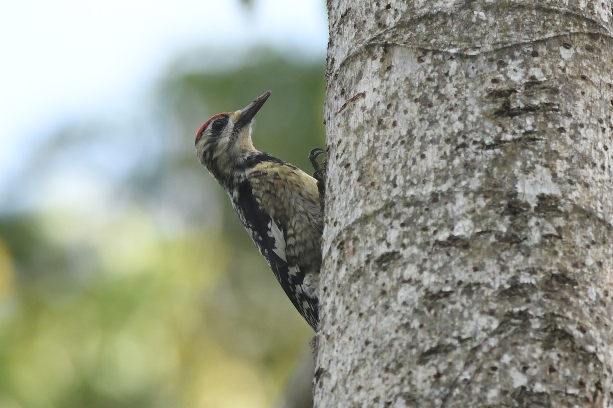 Yellow-bellied Sapsucker - ML615841954