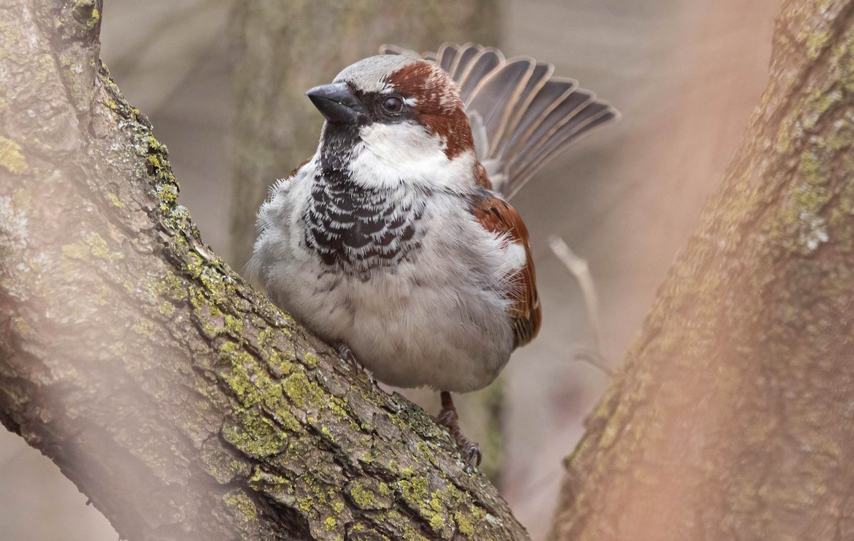 House Sparrow - ML615841961