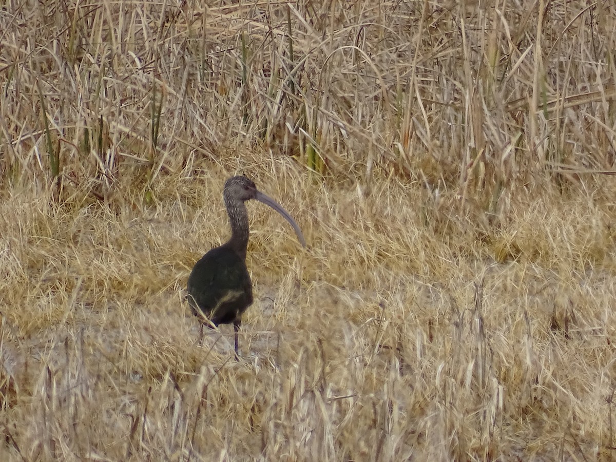 ibis americký - ML615841967