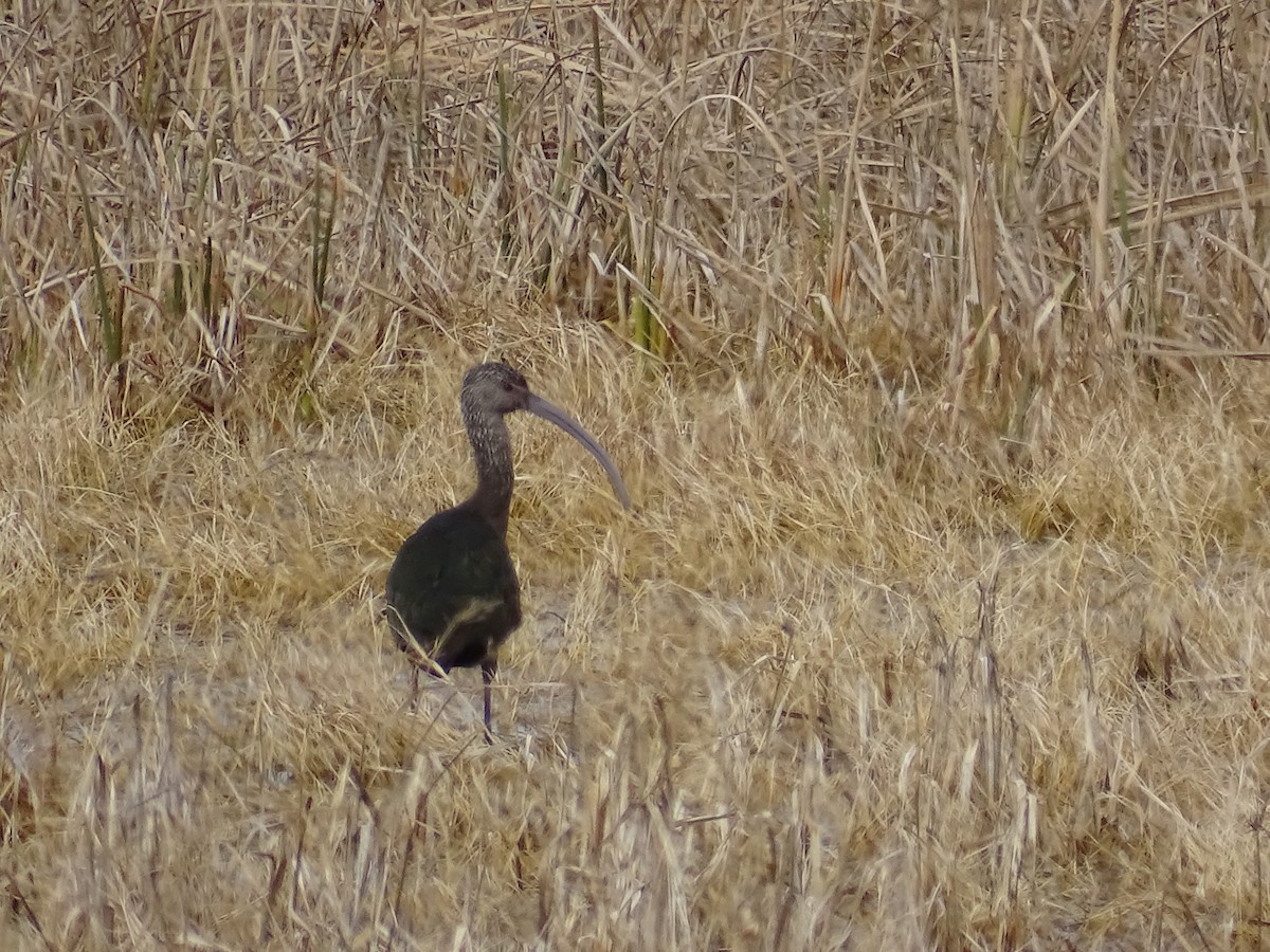 White-faced Ibis - Teri Ligon