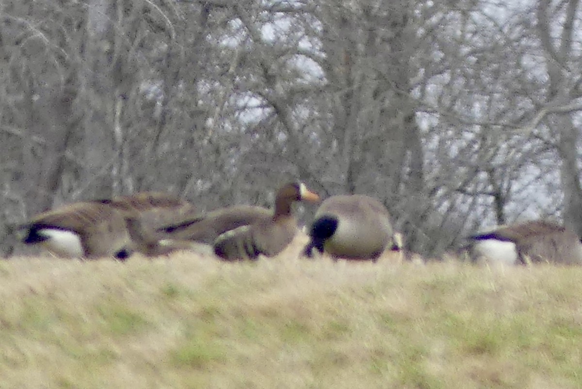 Greater White-fronted Goose - ML615841970