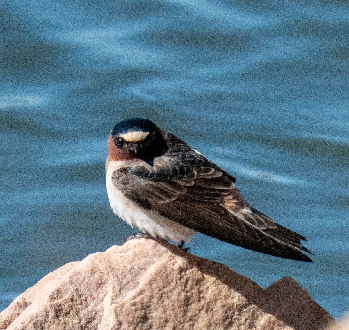 Cliff Swallow - ML615841995