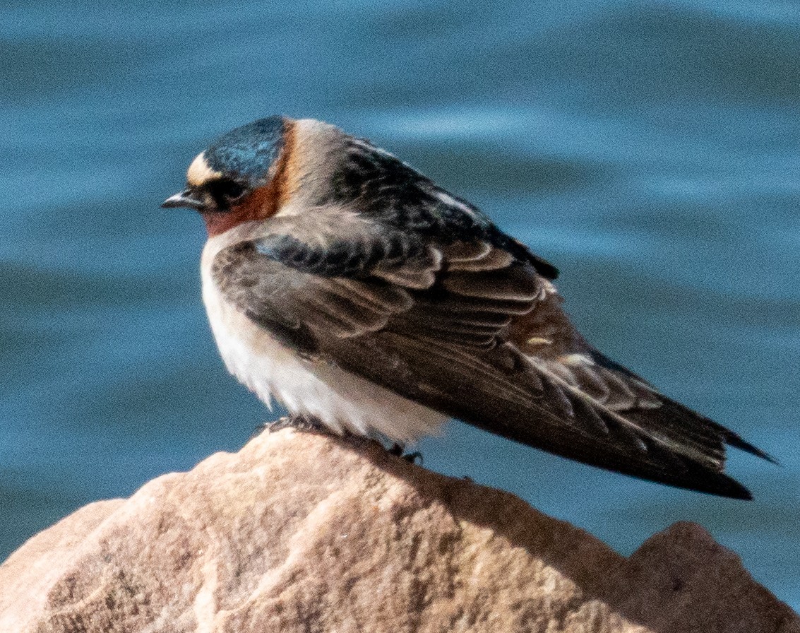 Cliff Swallow - ML615841997