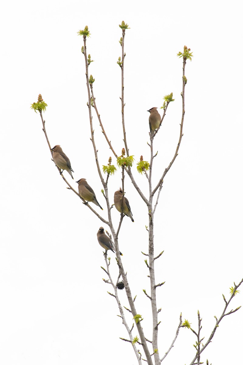 Cedar Waxwing - Alicia Di Rado