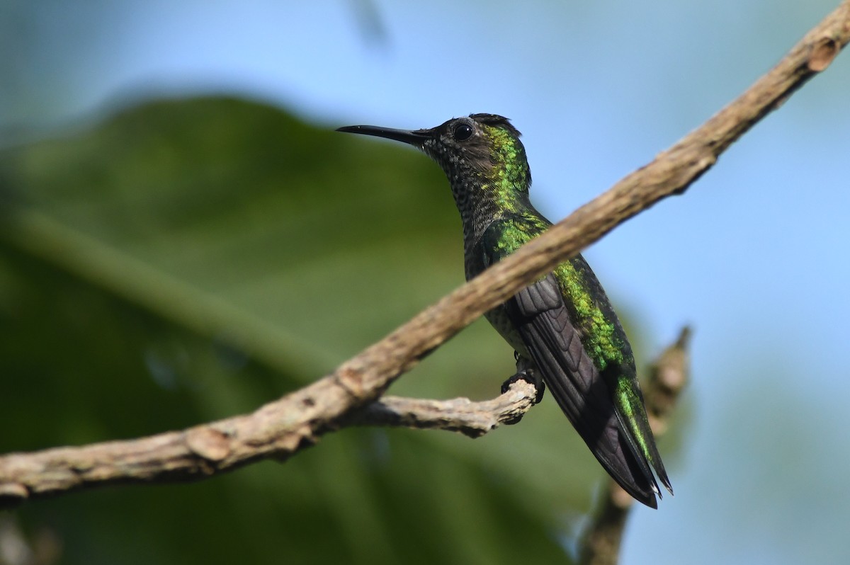 White-necked Jacobin - ML615842045