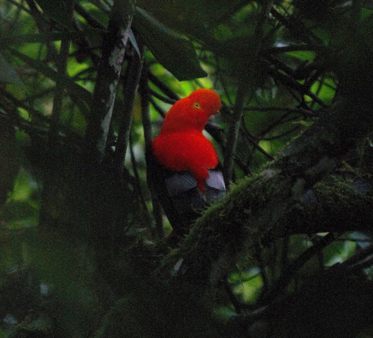 Gallito de las Rocas Peruano - ML615842094