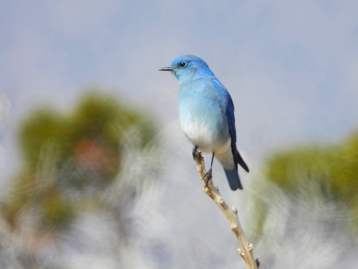 Mountain Bluebird - ML615842098