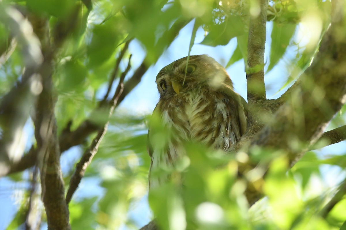 Ferruginous Pygmy-Owl - Kiah R. Jasper