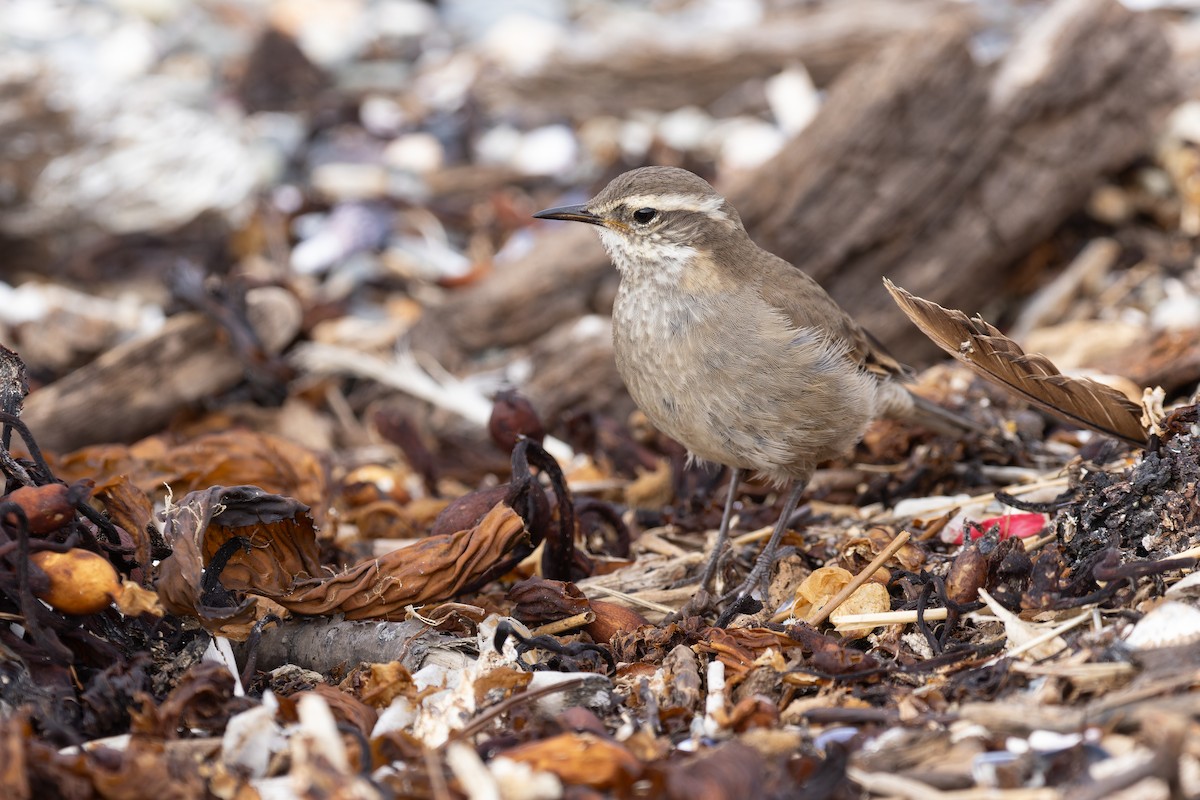 Buff-winged Cinclodes - Alex Rinkert