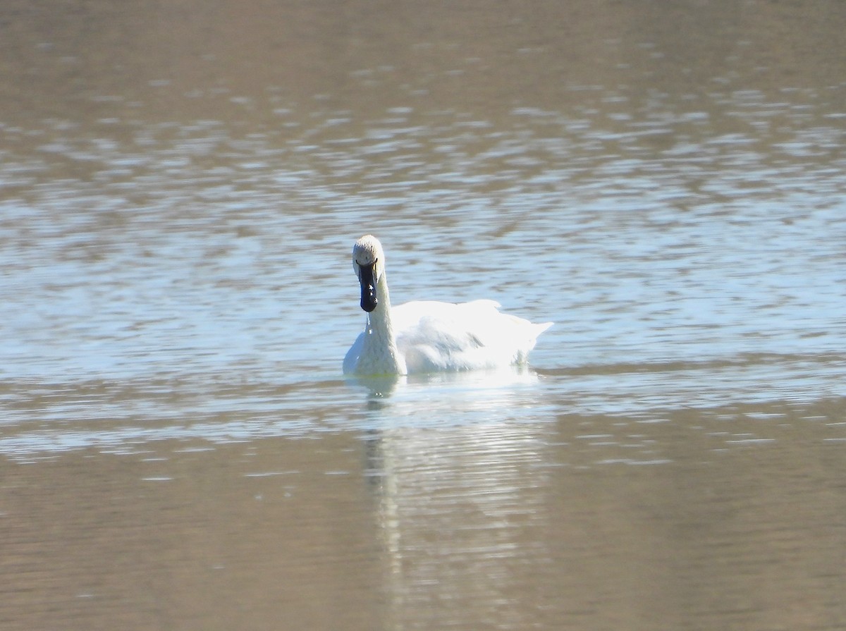 Tundra Swan - ML615842244