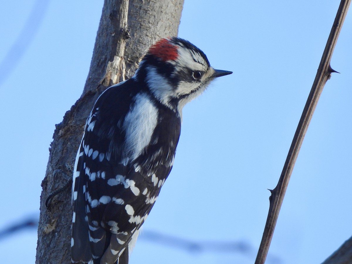 Downy Woodpecker - ML615842267