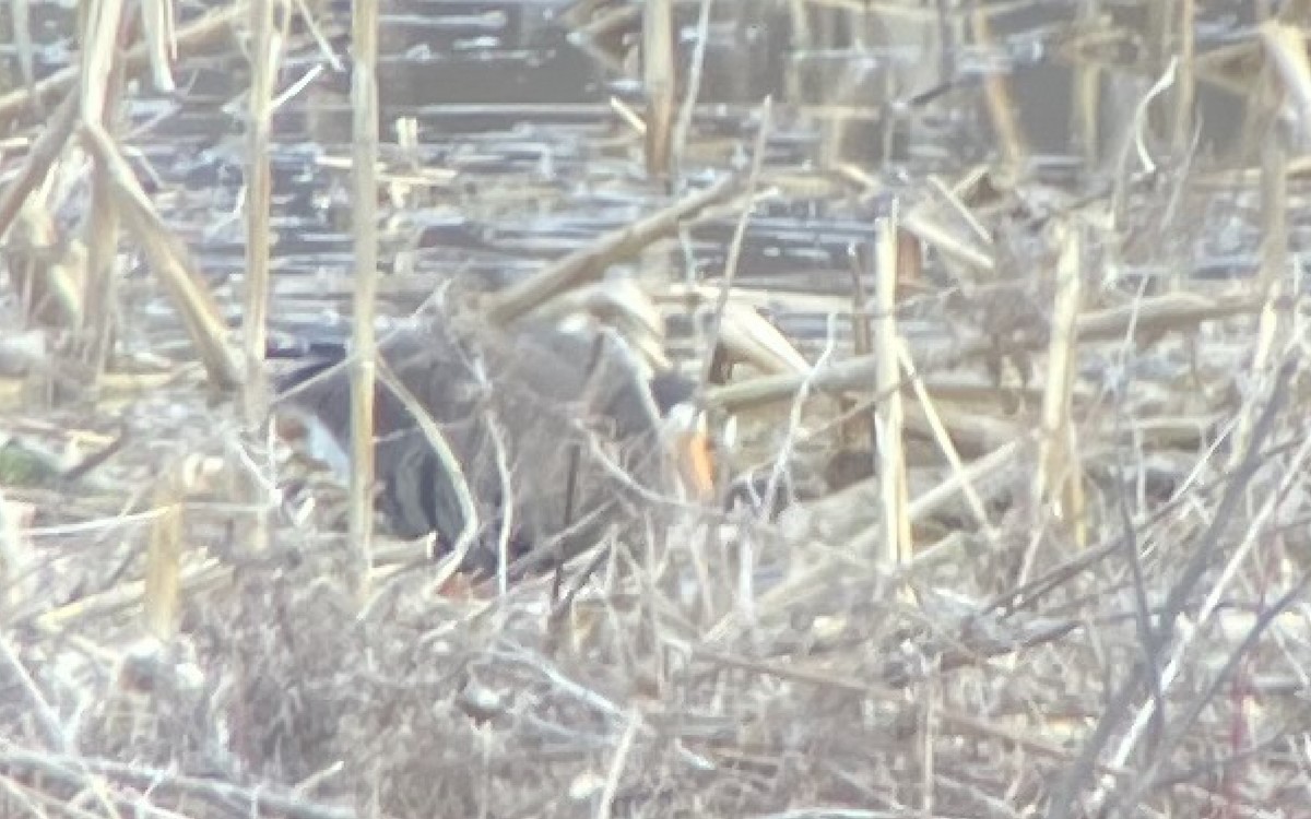 Greater White-fronted Goose (Greenland) - ML615842366