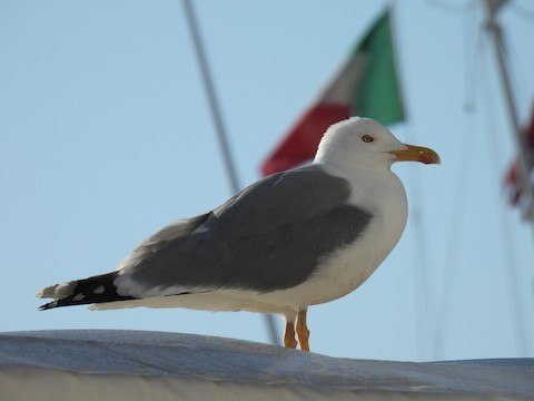 Средиземноморская чайка - ML615842395