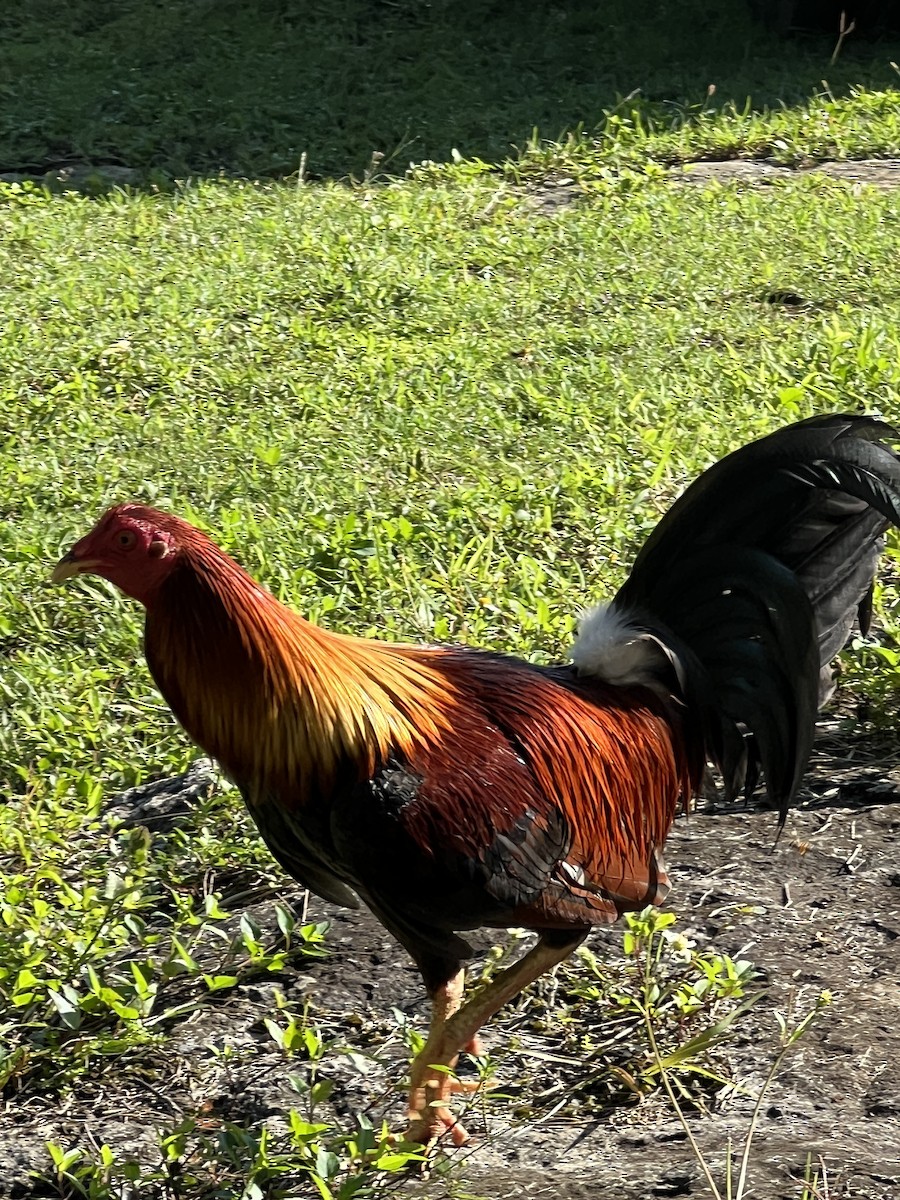 Gallo Bankiva (doméstico) - ML615842406