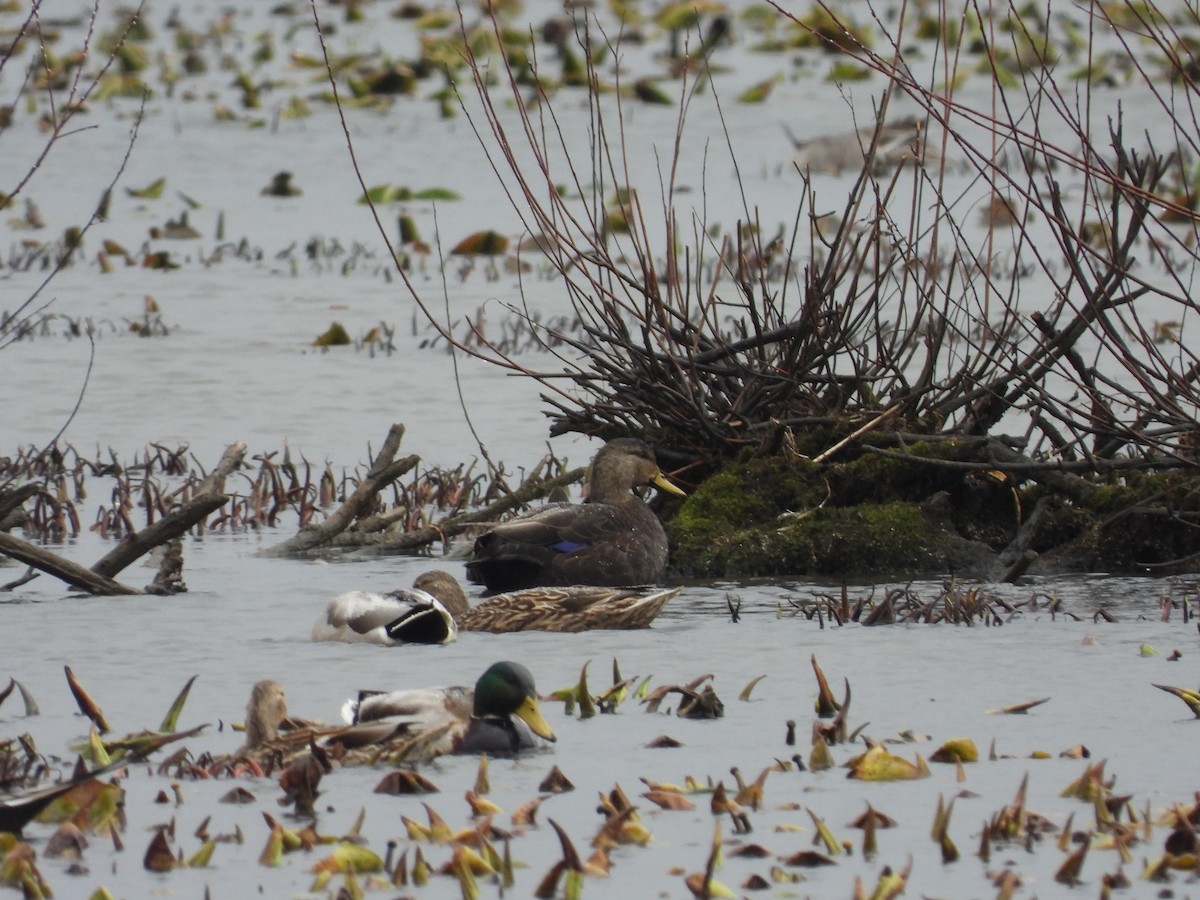 American Black Duck - ML615842408