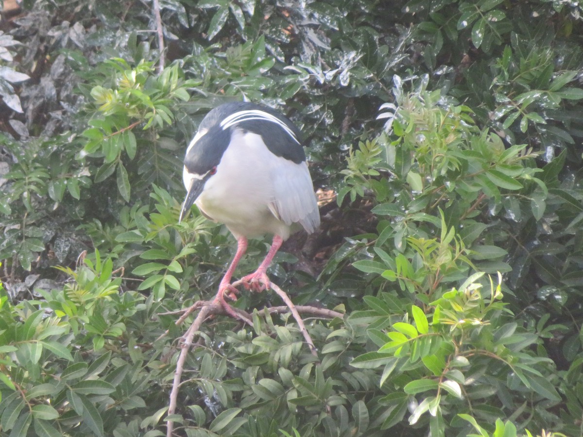 Black-crowned Night Heron - ML615842454