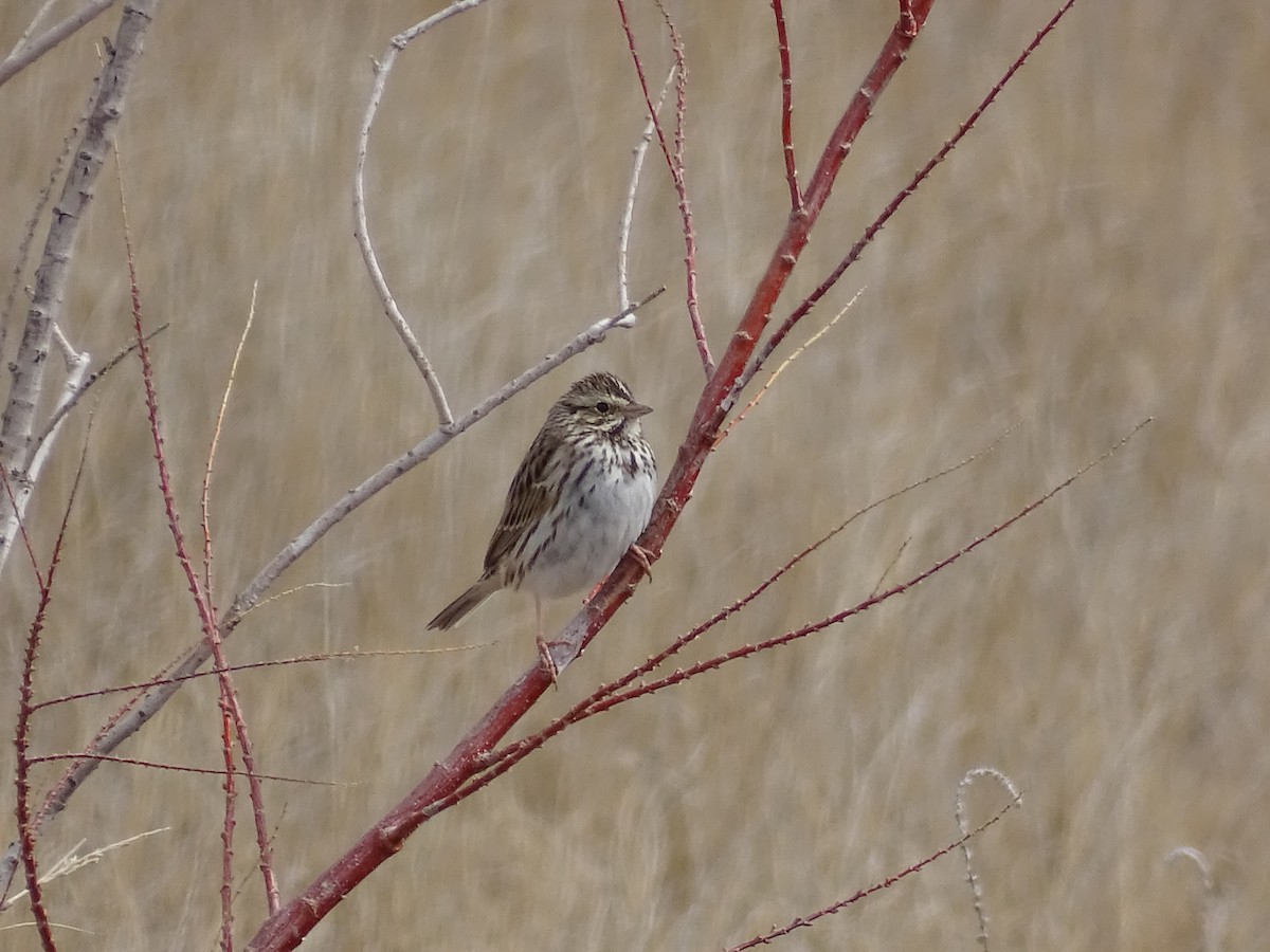 Savannah Sparrow - Teri Ligon