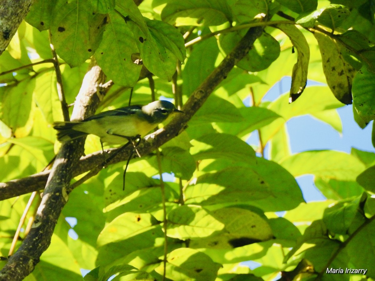 Parula Norteña - ML615842534