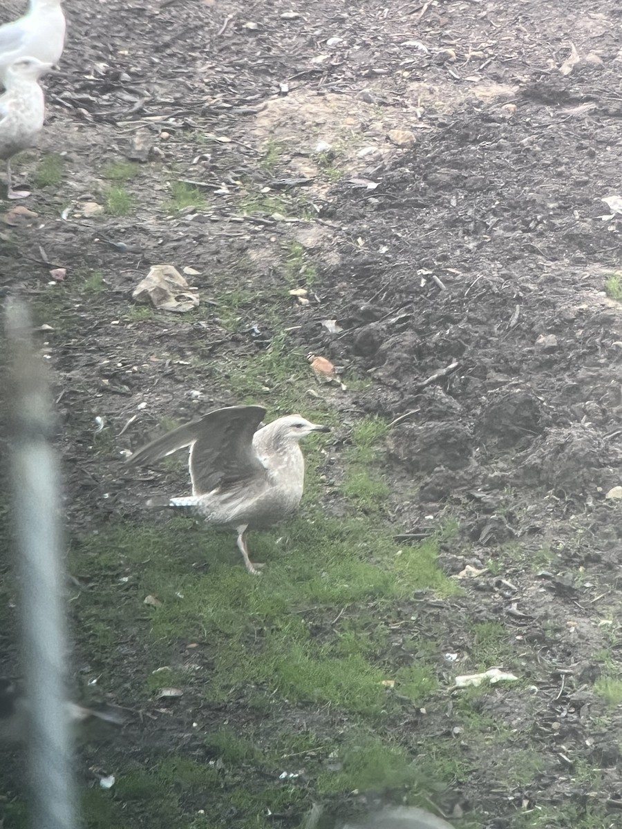 Gaviota Groenlandesa (thayeri) - ML615842578