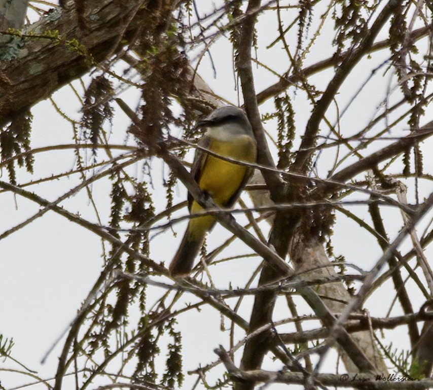 Tropical Kingbird - ML615842590