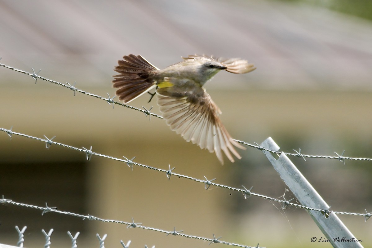 Western Kingbird - ML615842596