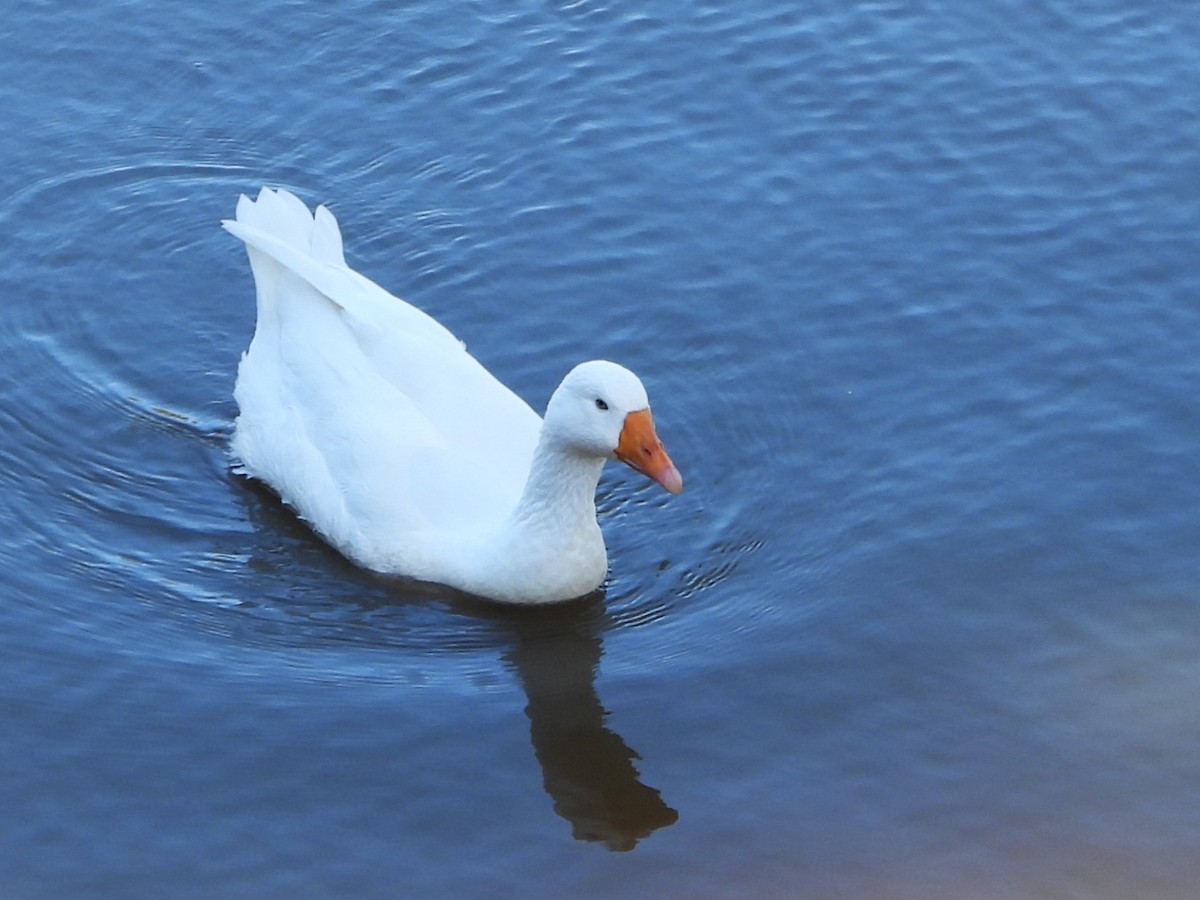 Domestic goose sp. (Domestic type) - Leonie Beaulieu