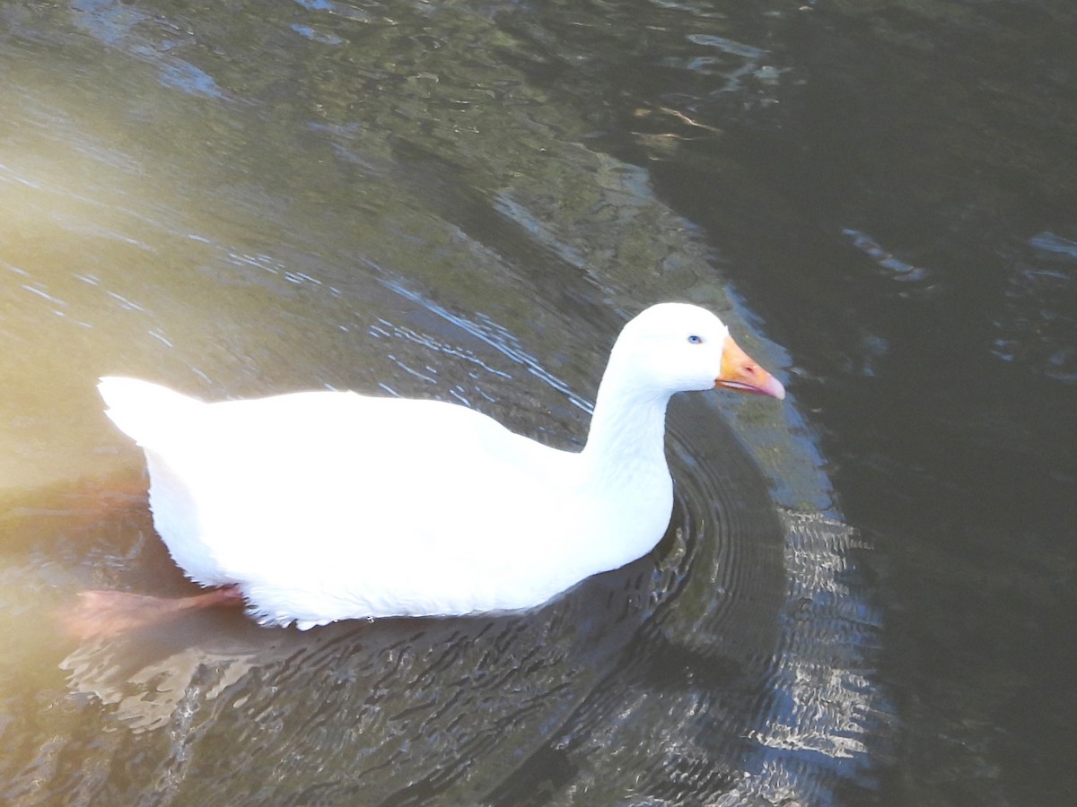 Domestic goose sp. (Domestic type) - ML615842622