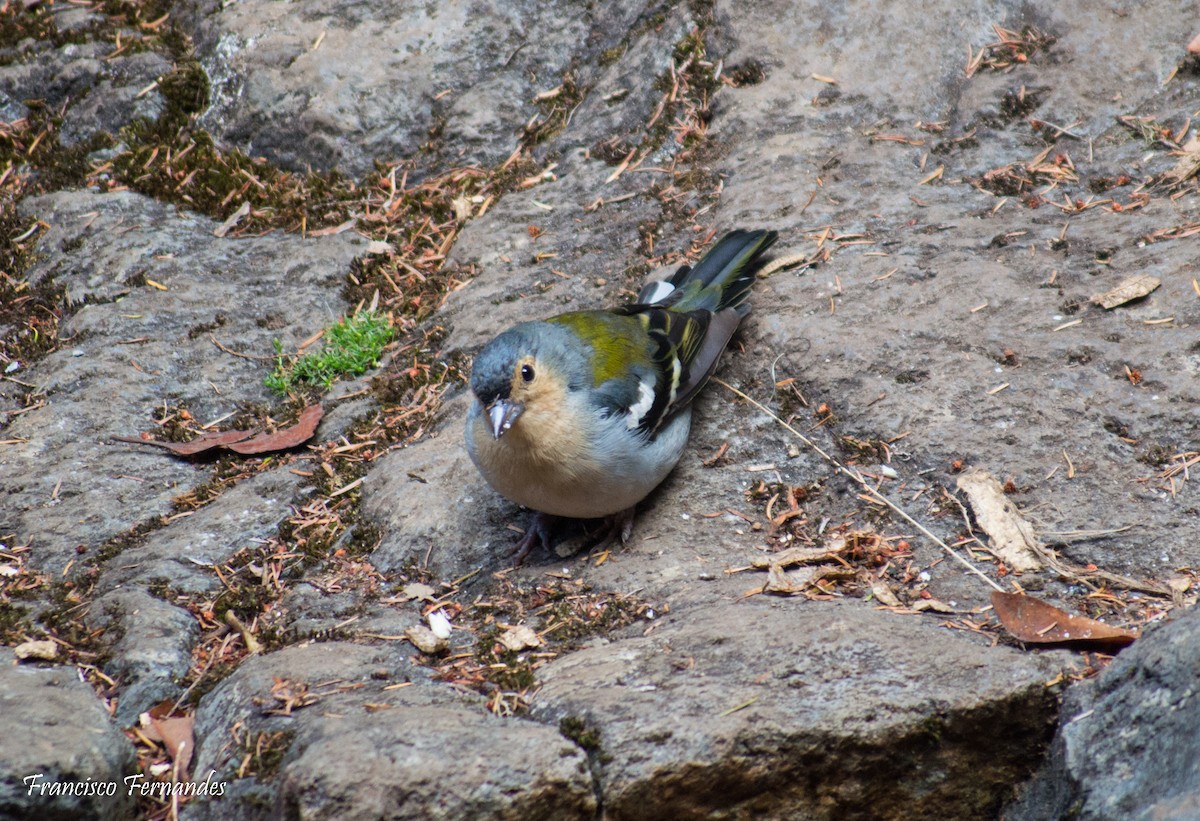 Madeira Chaffinch - ML615842631