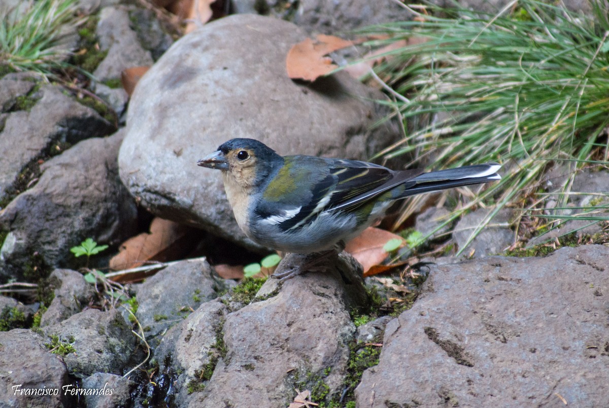 Madeira Chaffinch - ML615842632