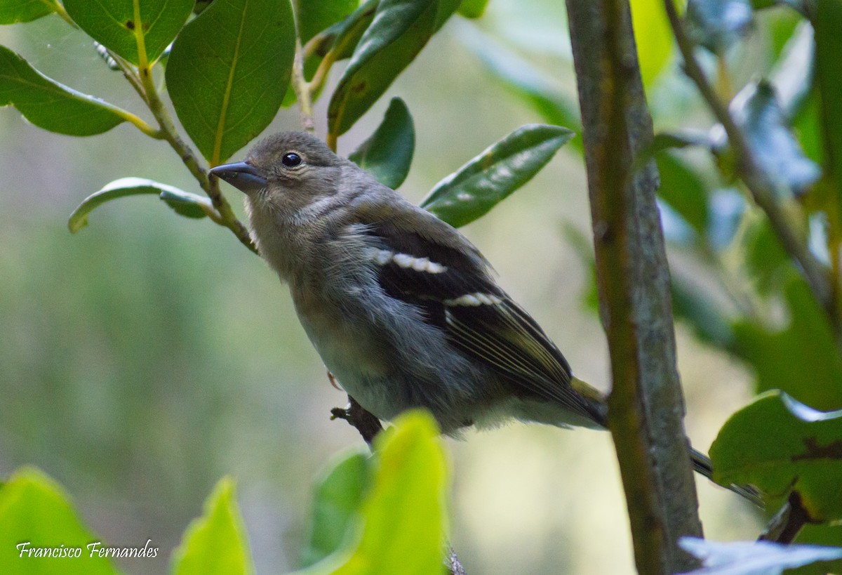 Madeira Chaffinch - ML615842633