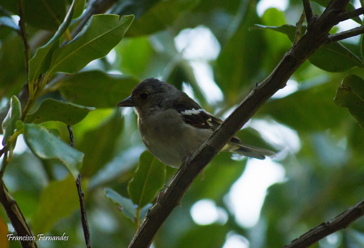 Madeira Chaffinch - ML615842634