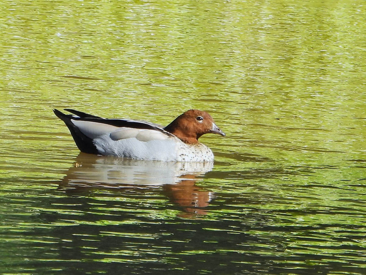 Maned Duck - ML615842644